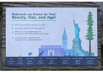 San Francisco Hiking Trails Muir Woods National Monument