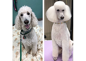 Eugene Pet Grooming Murphy's Paw