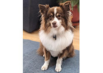 Eugene Pet Grooming Murphy's Paw