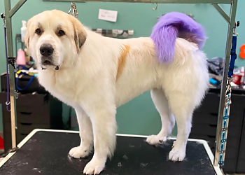 Murphy's Paw Eugene Pet Grooming image 1