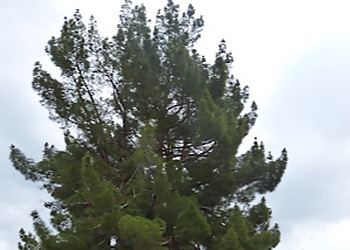 Tempe Tree Services Murphy's Trees LLC.