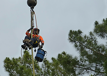 Tempe Tree Services Murphy's Trees LLC.