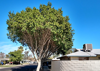Murphy's Trees LLC. Tempe Tree Services image 1