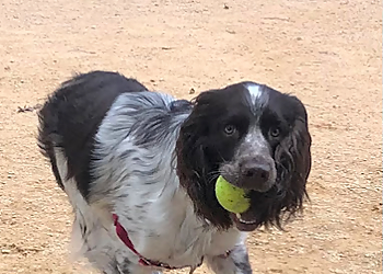 Must Love Petz - Durham, NC Dog Walkers - Job Site Image