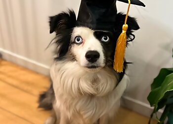 Oakland Dog Training Mutt & Tumble