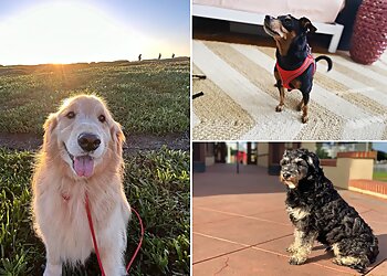 Oakland Dog Training Mutt & Tumble