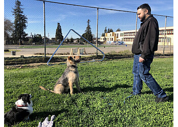Oakland dog training Mutt & Tumble