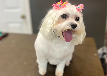 Clarksville Pet Grooming Muttz Kuttz Grooming