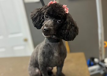 Clarksville Pet Grooming Muttz Kuttz Grooming