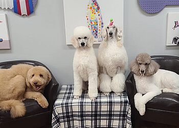 3 Best Pet Grooming in Cedar Rapids, IA - Expert Recommendations