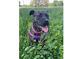 My Sidekick Dog Training - Detroit, MI Dog Training - Service Highlights
