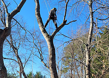 Durham Tree Services NC Trees and More