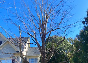 Durham Tree Services NC Trees and More