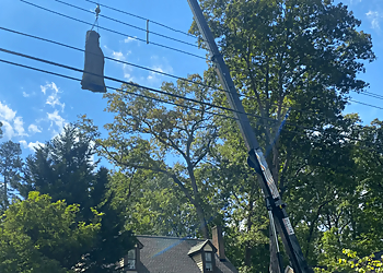 NC Trees and More Durham Tree Services image 1