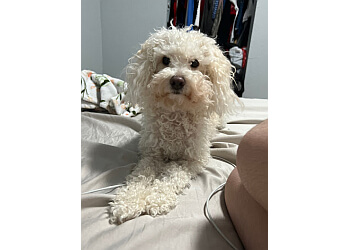 Amarillo Pet Grooming Need Us Bark Us Dog Salon & Spa