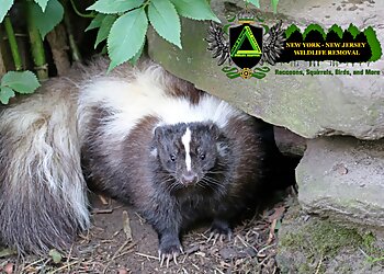 New York Animal Removal NY-NJ Wildlife Removal Inc.