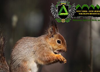 New York Animal Removal NY-NJ Wildlife Removal Inc.
