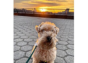 New York Dog Walkers NY Tails