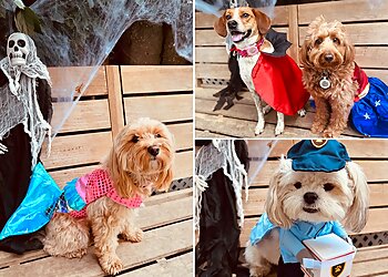 New York Dog Walkers NY Tails