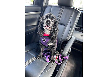 Nails 2 Tails Grooming - McAllen, TX Pet Grooming - On-Site Service Image