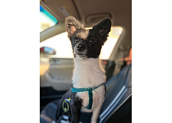 Nails 2 Tails Grooming - McAllen, TX Pet Grooming - Service Highlights