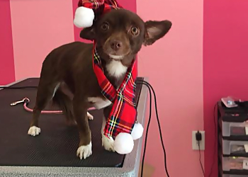 Moreno Valley Pet Grooming Nancy's Pet Salon