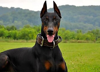 Nashville Dog Training Nashville K-9