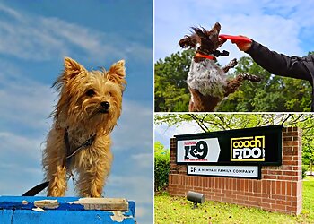 Nashville Dog Training Nashville K-9