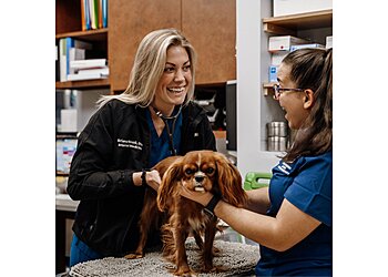 Nashville Veterinary Clinics Nashville Veterinary Specialists + Animal Emergency