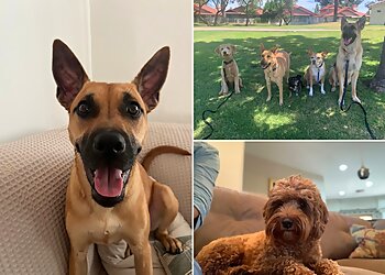 Phoenix Dog Training Nate Dog Training