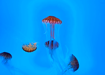 Baltimore Places To See National Aquarium