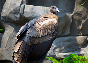 Pittsburgh Landmarks National Aviary
