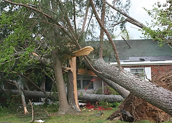 Birmingham Tree Services National Tree Service