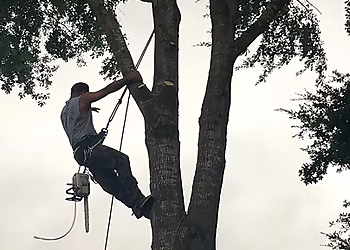 Nationwide Tree Care Beaumont Tree Services image 1