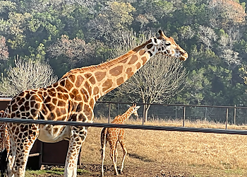 San Antonio Places To See Natural Bridge Wildlife Ranch