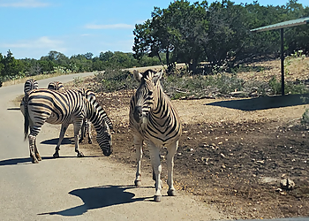 San Antonio Places To See Natural Bridge Wildlife Ranch
