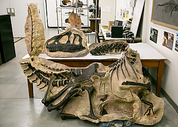 Salt Lake City Places To See Natural History Museum of Utah