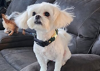 Anchorage Pet Grooming Natural Pet Grooming Salon