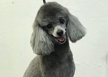 Anchorage Pet Grooming Natural Pet Grooming Salon