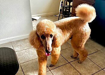 Natural Pet Grooming Salon Anchorage Pet Grooming image 1
