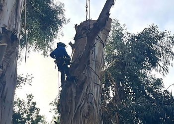 Simi Valley Tree Services Natural Wonders Trees Inc.