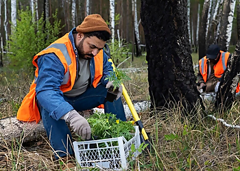 Simi Valley Tree Services Natural Wonders Trees Inc.