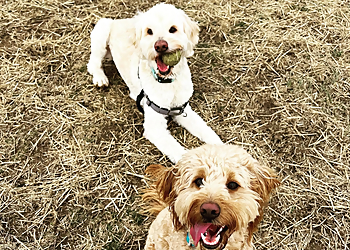 Nature's Nanny Petsitting, LLC. - Lexington, KY Dog Walkers - Workplace Image