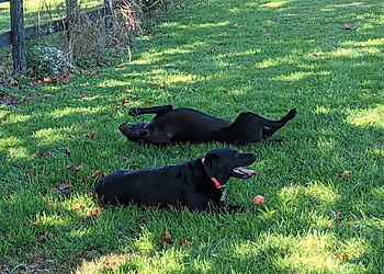 Nature's Nanny Petsitting, LLC. - Lexington, KY Dog Walkers - Service Image