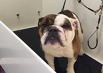 Salem Pet Grooming Nature's Pet Salem