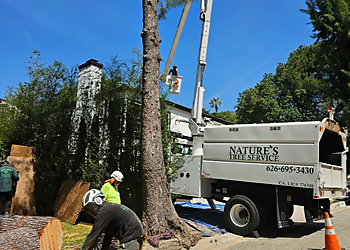 Nature's Tree Service - West Covina, CA Tree Services - Field Work Image