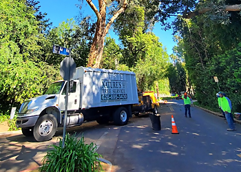 Nature's Tree Service - West Covina, CA Tree Services - Project Image
