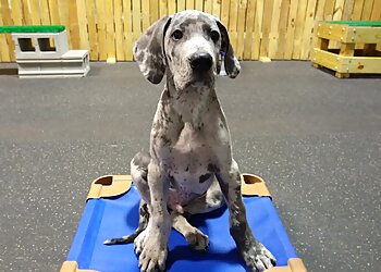 Lincoln Dog Training Nebraska Dog Trainers