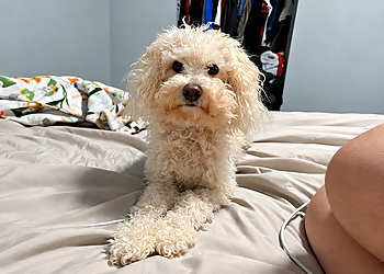 Need Us Bark Us Dog Salon & Spa, Inc. - Amarillo, TX Pet Grooming