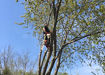 Rochester Tree Services Nelson Tree Service LLC